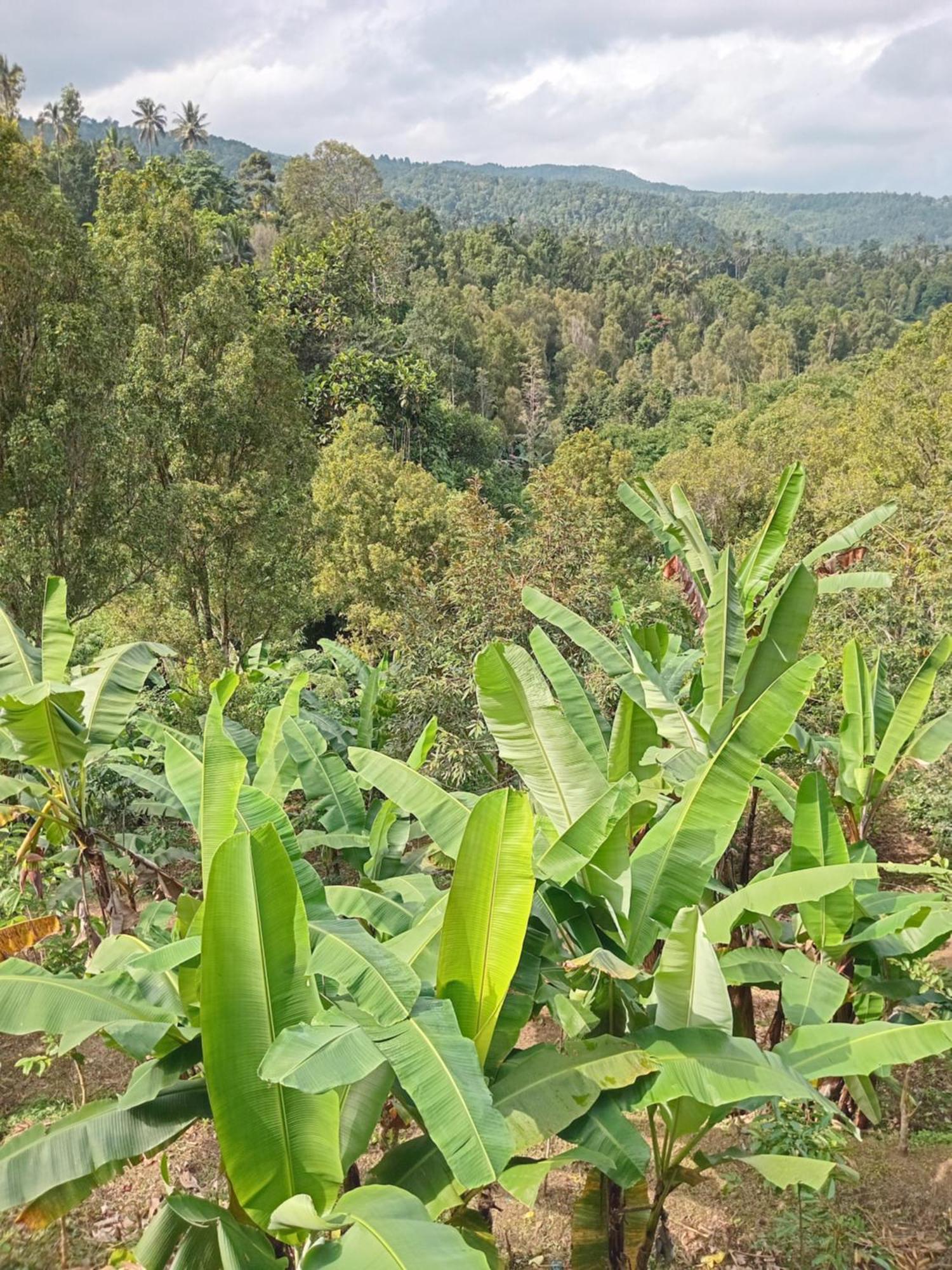 Kanaya Homestay & Warung Heaven Munduk Екстериор снимка